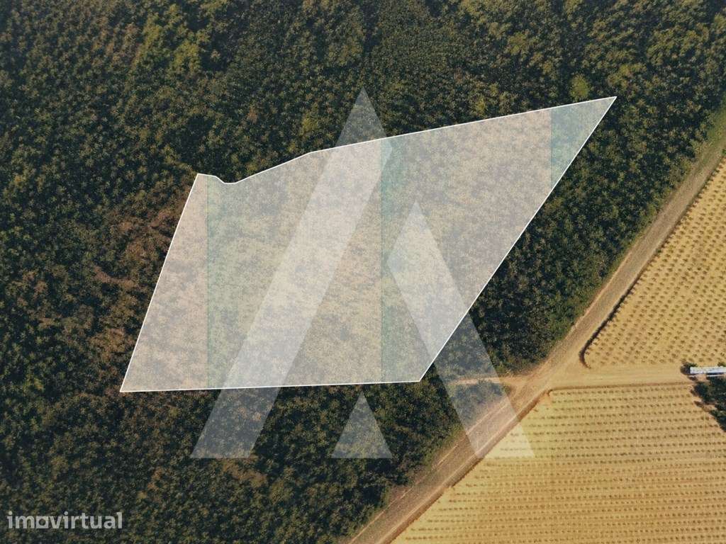 Terreno Industrial em Pinheiro da Bemposta - Grande imagem: 5/5