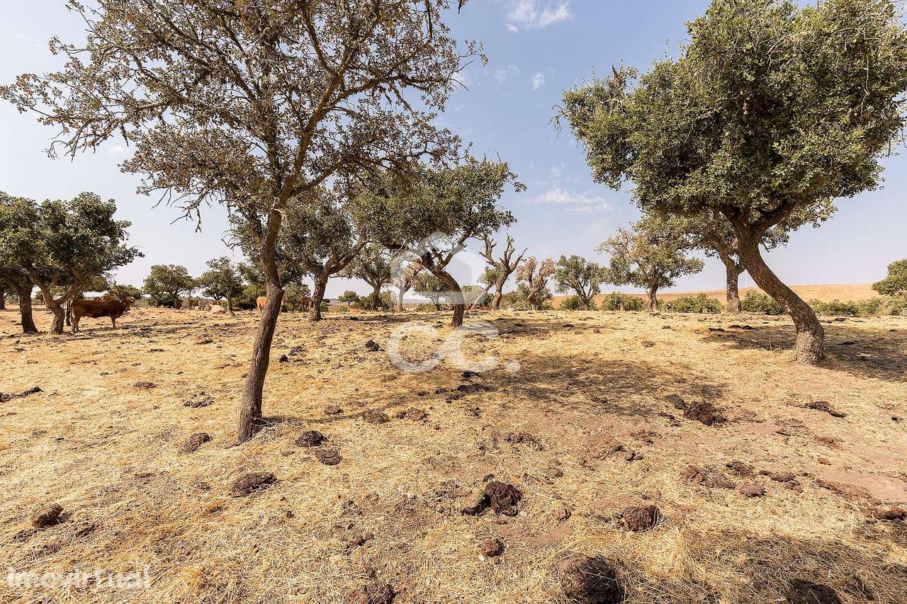 Terreno Rústico de 3,825 ha c/ Sobral | Reguengos de Monsaraz, Évora - Grande imagem: 4/23