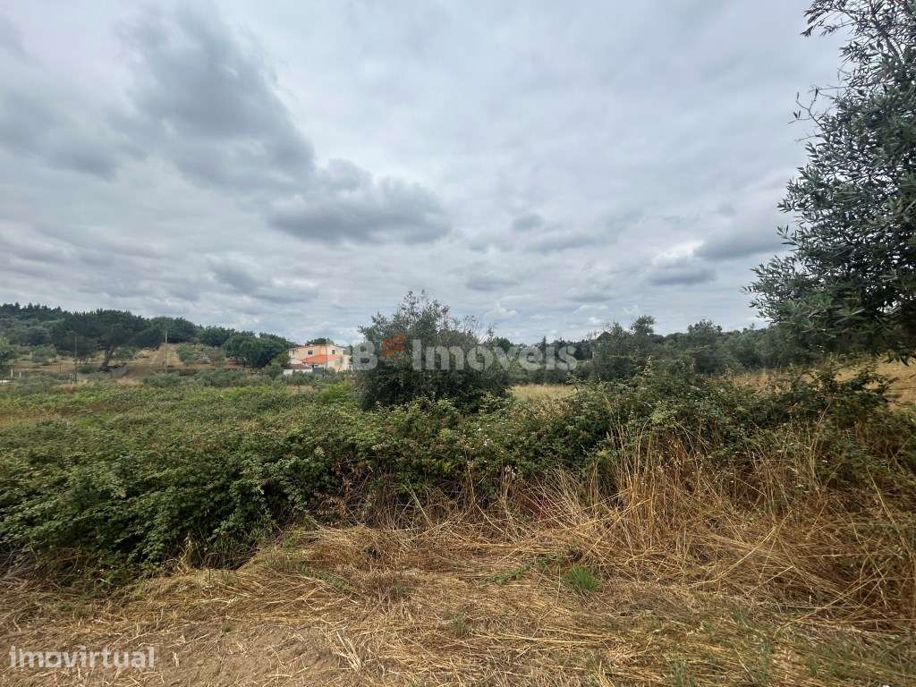 Terreno Agrícola em Chão das Maias - Tomar - Grande imagem: 3/16