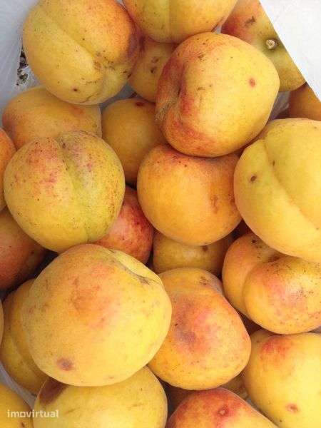 Aluga-se Quinta de produção agrícola - 2 Hectares - em PLENA produção - Grande imagem: 5/12