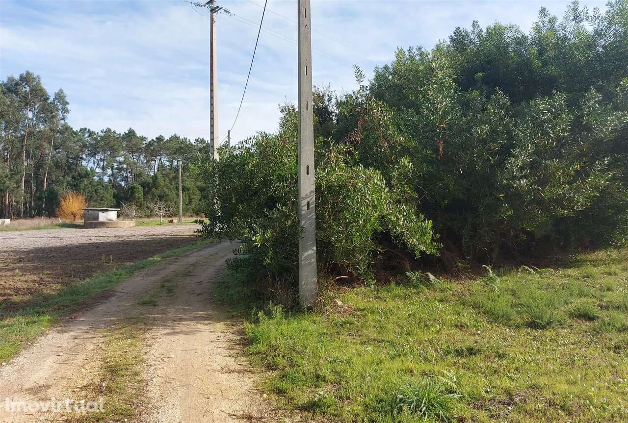 Terreno agrícola em Covão do Lobo, Vagos - Grande imagem: 5/5