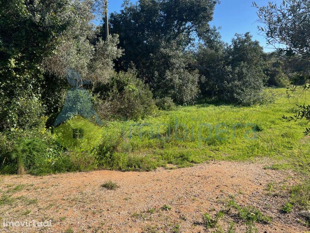 TERRENO RÚSTICO TAVAGUEIRA GUIA - Grande imagem: 5/18