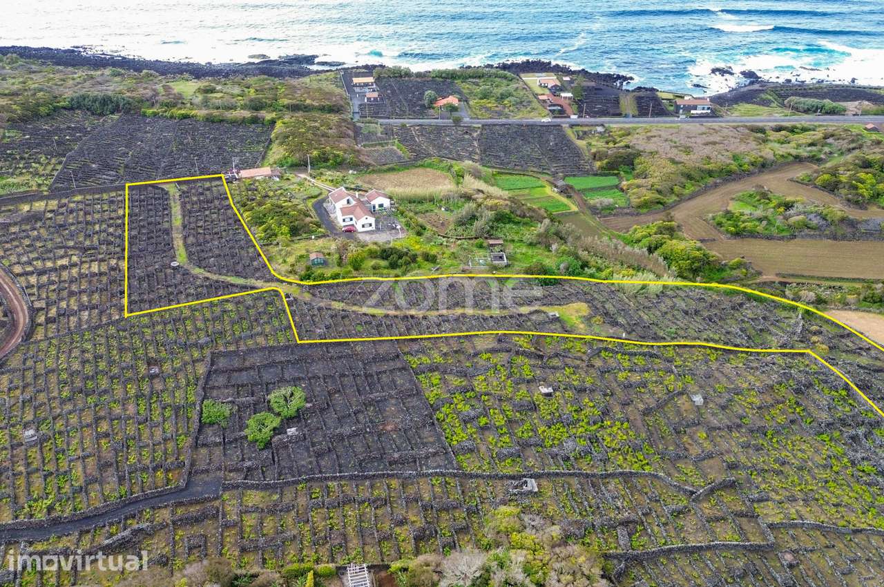 Terreno Rústico com Vinha nos Toledos, Madalena, Ilha do Pico - Grande imagem: 3/23