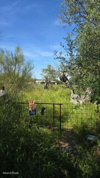 Excelente Quinta com potencial para turismo rural ou mesmo particular. - Grande imagem: 2/3