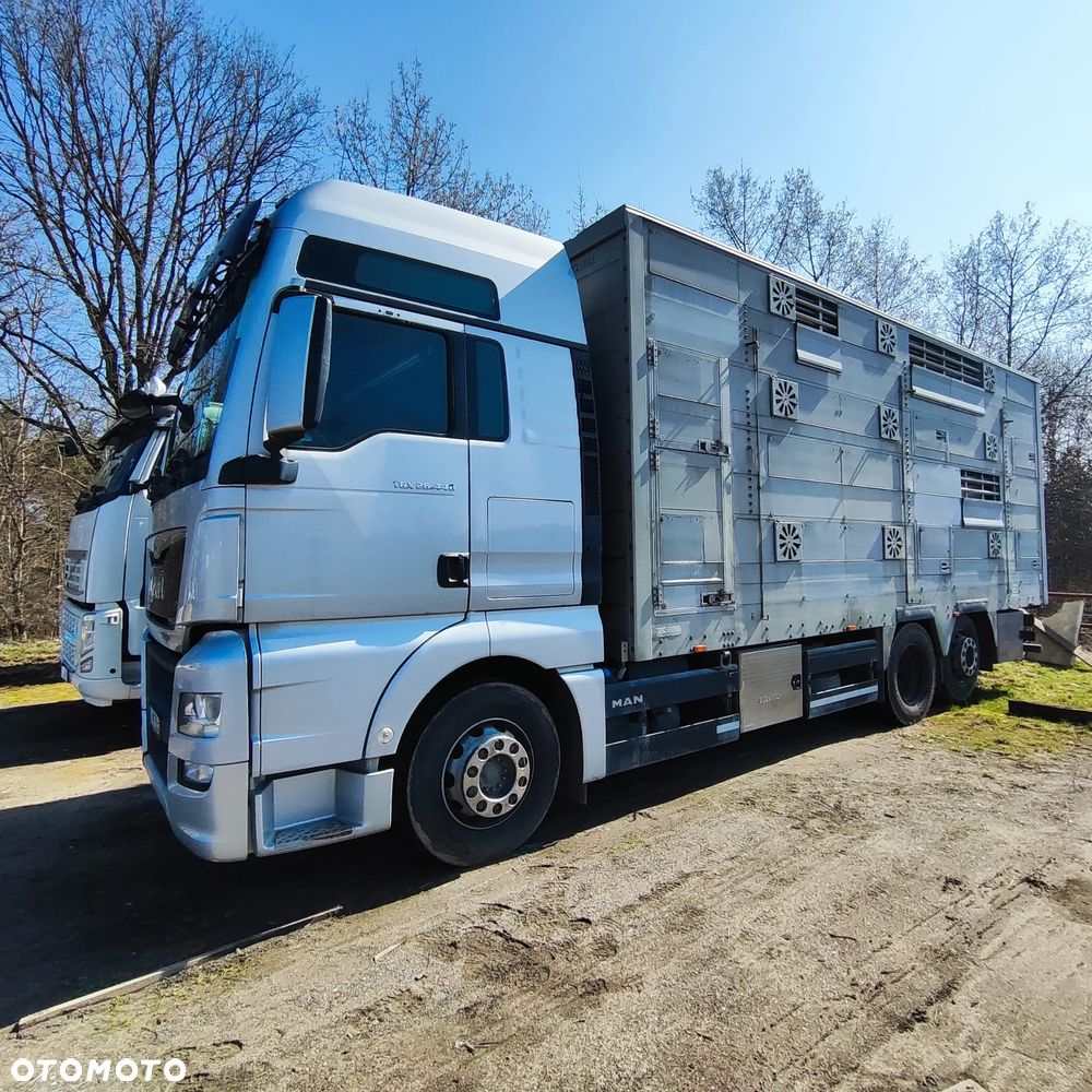 MAN TGX 26.440 Pezzaioli, 3 Pietra, Bydło, Trzoda, Żywca, Zwierząt - 3
