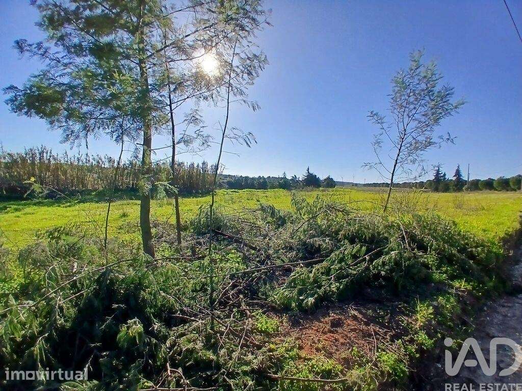 Terreno Agrícola em Almeirim - Grande imagem: 4/5