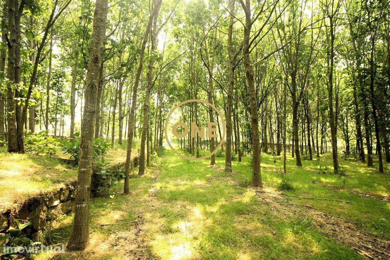 Terreno Florestal em Ribeirão - Grande imagem: 2/17