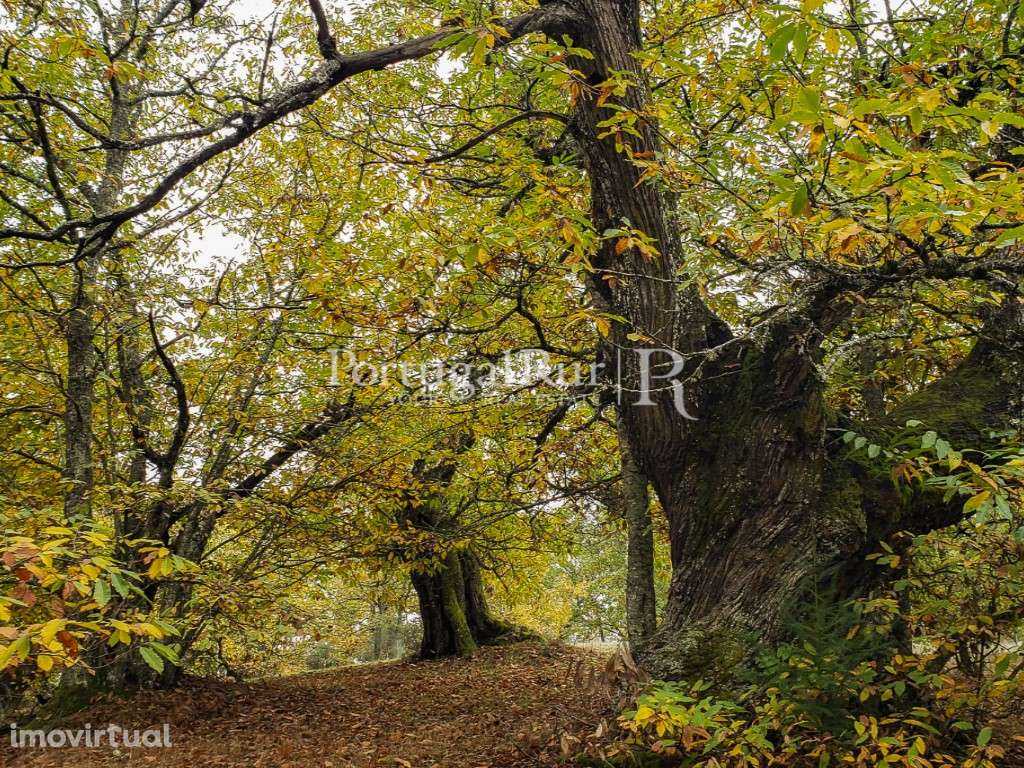 Quinta de 15 ha com várias construções no P. N. de Montesinho - Grande imagem: 5/41