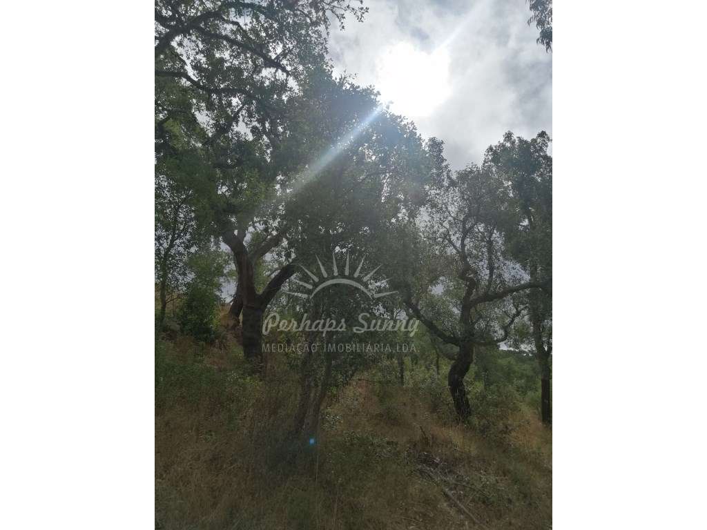 Terreno Rústico Serra de Grândola - Grande imagem: 3/12