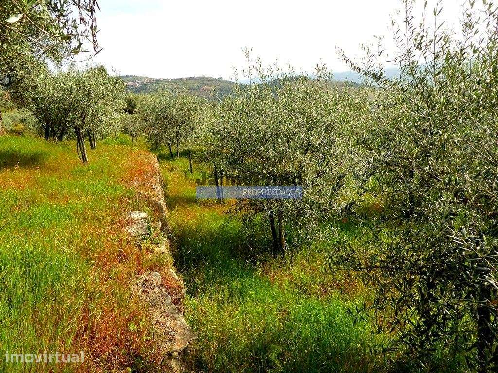 Ruína para restaurar em terreno de 3.500m2 com oliveiras. Portugal,... - Grande imagem: 2/9