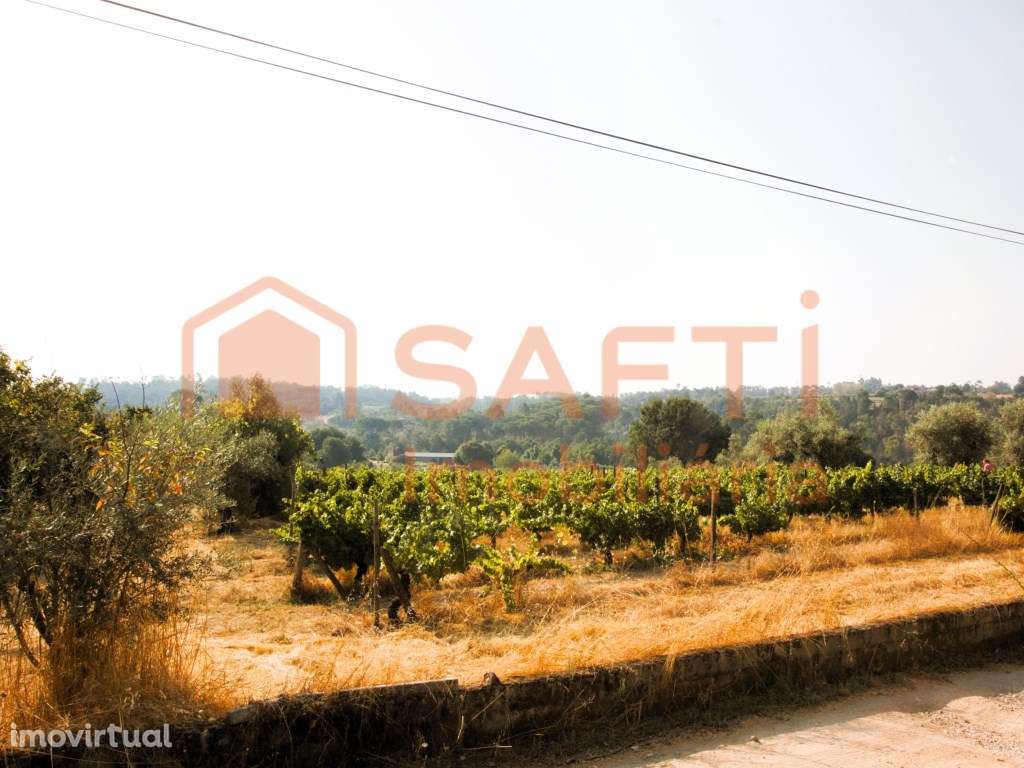 Terreno com cerca 3500m2 de vinha em Produção e Oliveiras, em Vilar... - Grande imagem: 3/15