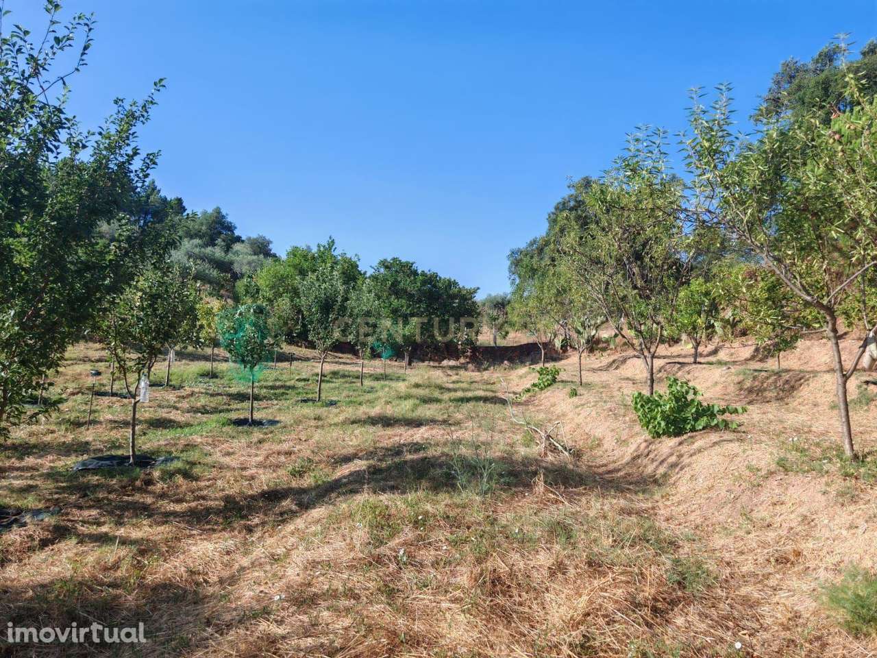 Terreno campestre localizado Aldeia Bispo, Penamacor - Grande imagem: 4/5