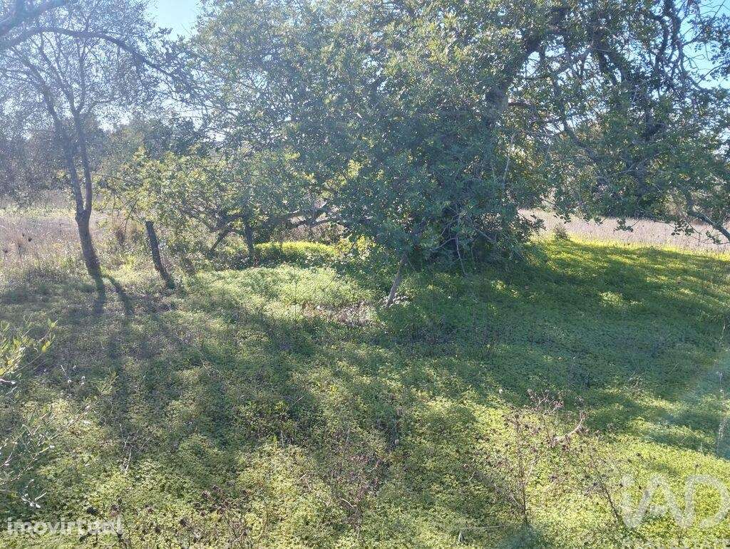 Terreno Agrícola em São Brás de Alportel - Grande imagem: 3/16