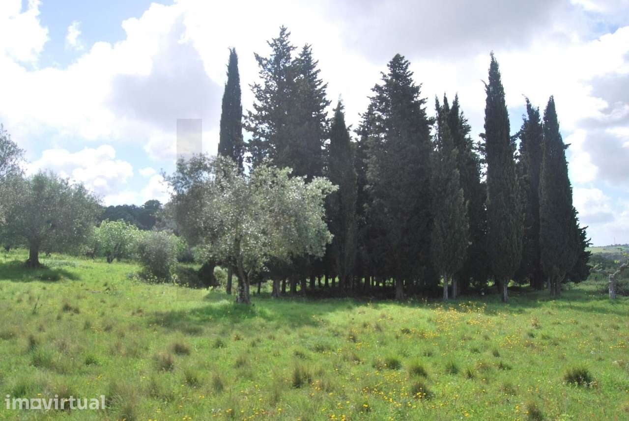 Terreno de 5 Hectares Torres Novas - Grande imagem: 3/12