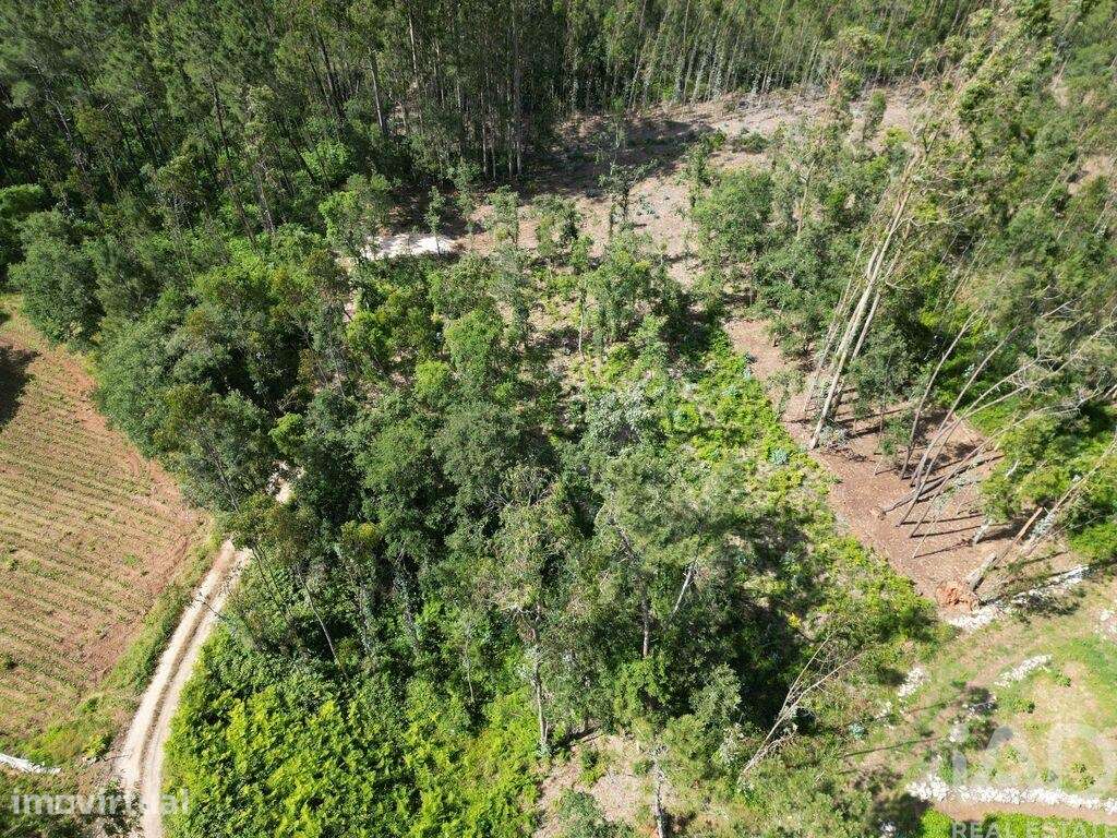 Terreno em Alqueidão da Serra - Grande imagem: 2/9