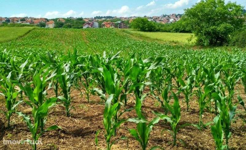 Terreno rústico 2.180m2 - Grande imagem: 2/2