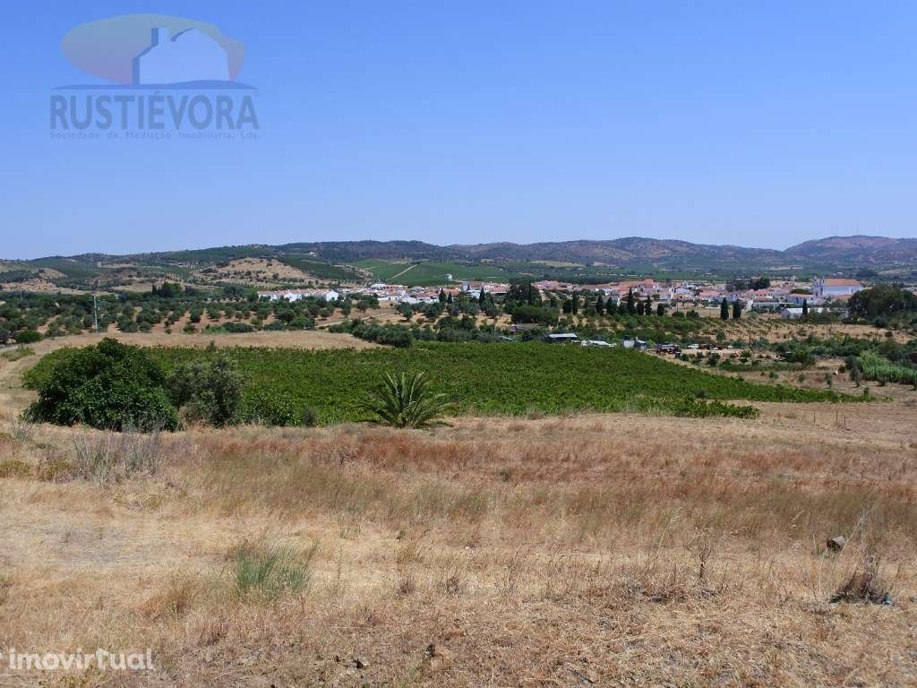 Propriedade Rústica | Exploração Integral de Vinhas | Terreno com b... - Grande imagem: 3/10