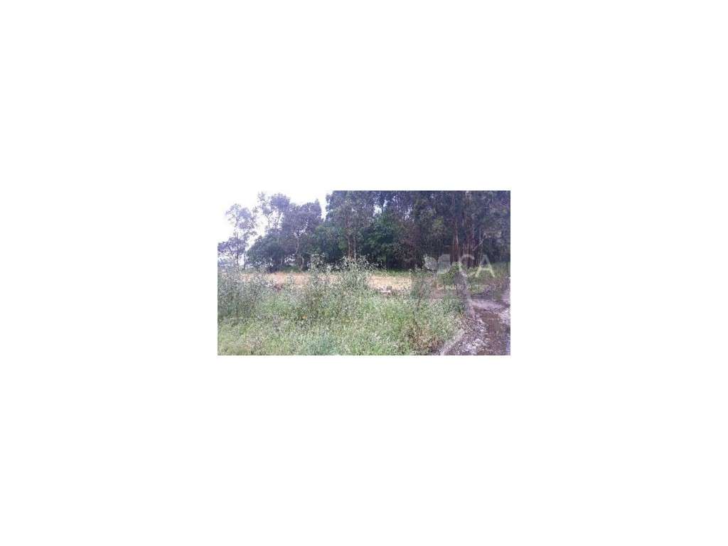 TERRENO AGRICOLA - Grande imagem: 4/4