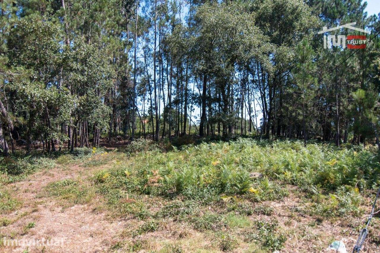 TERRENO RÚSTICO DE 680 M2 COM PINHAL E TERRA DE CULTIVO - Grande imagem: 5/5