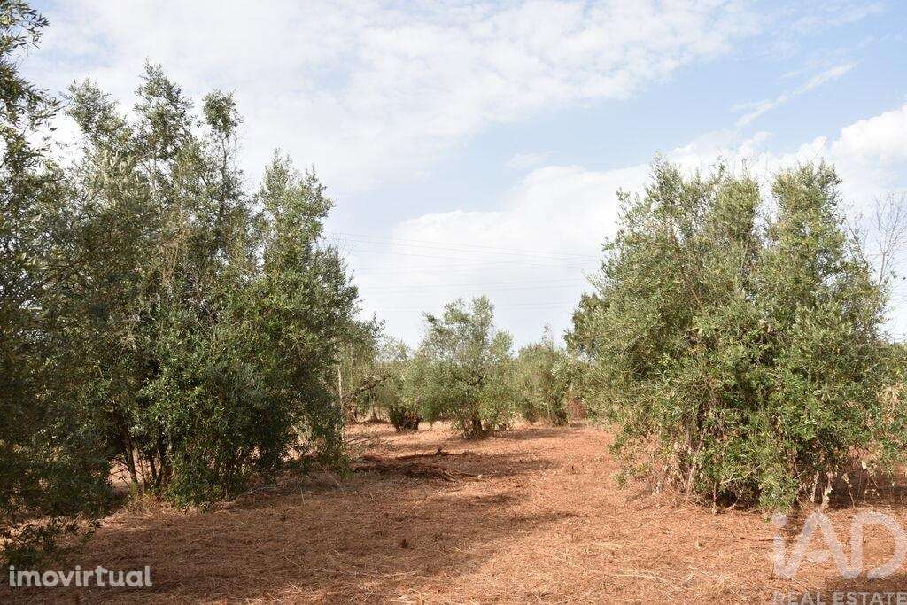 Terreno em Areias e Pias de 1040,00 m2 - Grande imagem: 3/18