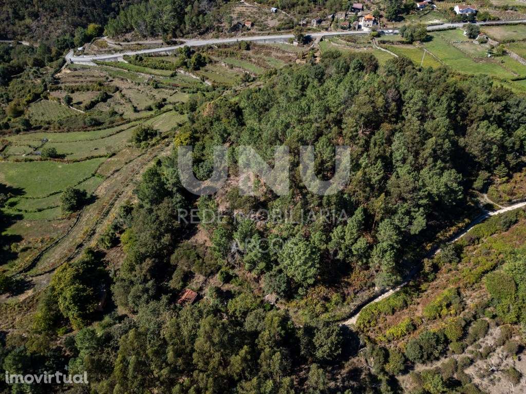 Bouça com carvalhos, pinheiros e castanheiros. - Grande imagem: 5/6