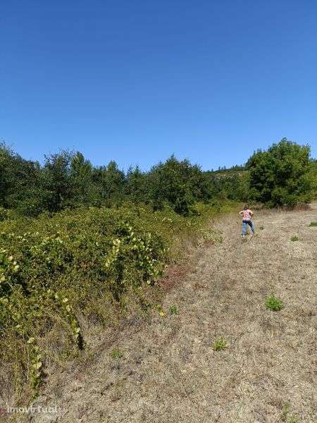 Terreno agrícola com 4400m2, em área RAN - Grande imagem: 5/8