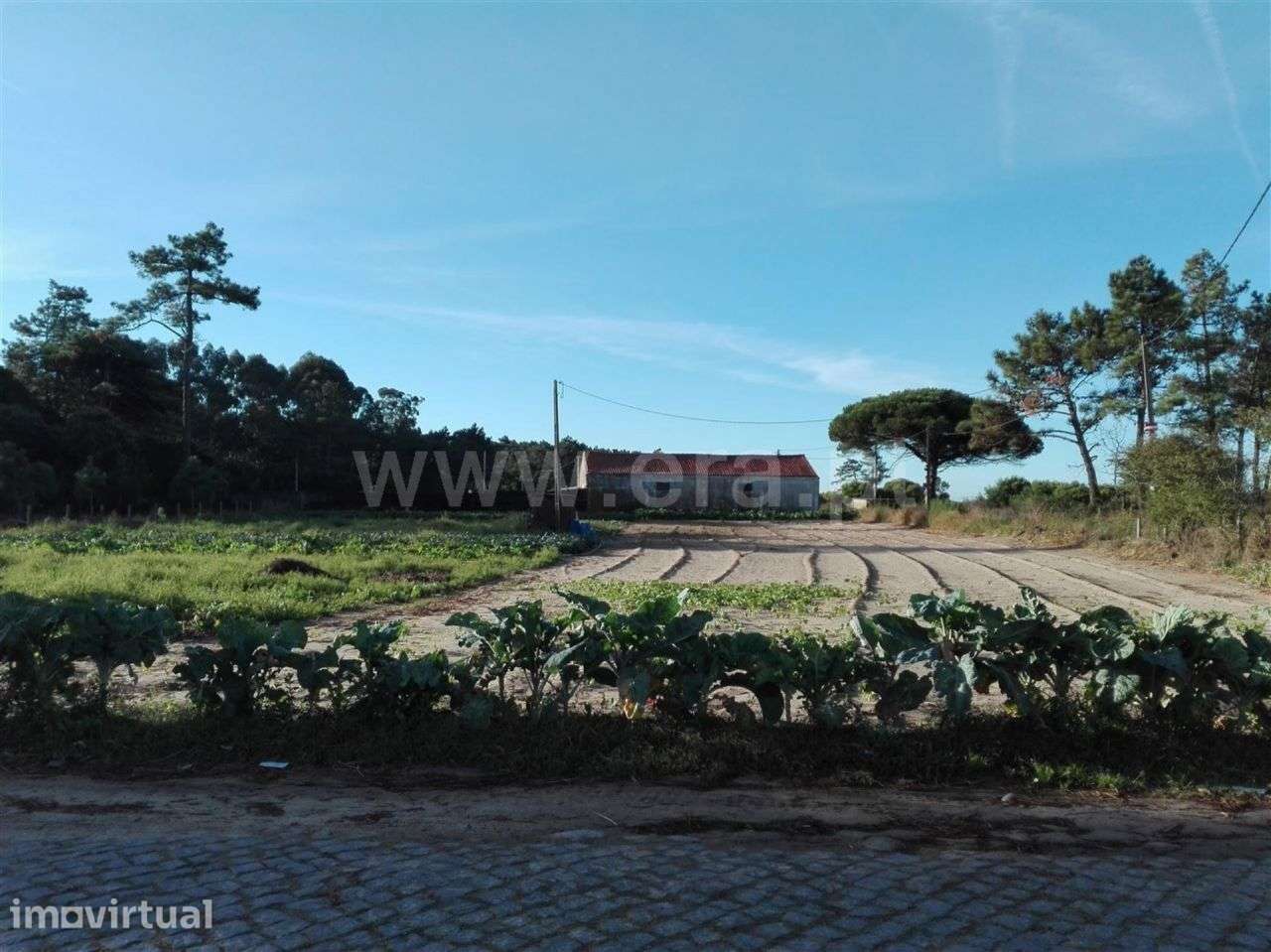 Terreno agrícola, Belinho, Esposende - Grande imagem: 3/6