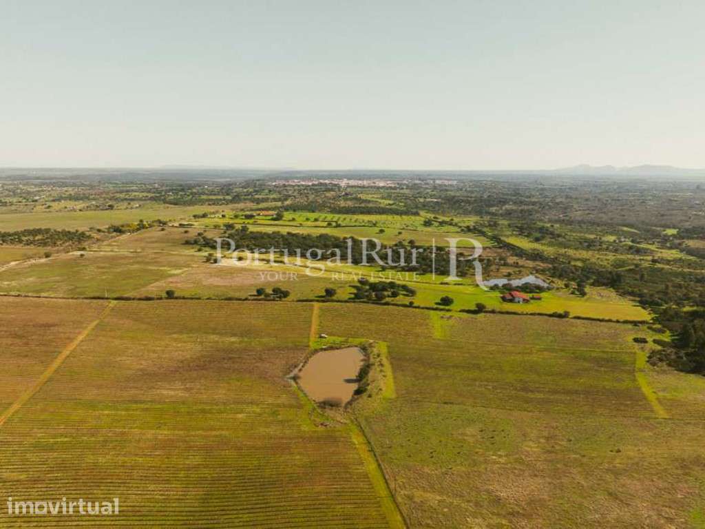 Propriedade vitivinicola com 32ha e marca própria em Nisa - Grande imagem: 5/49