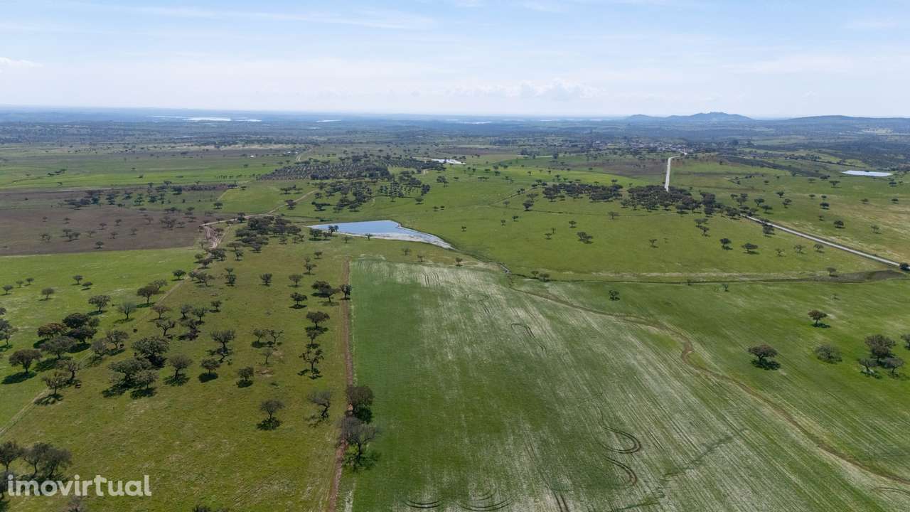 Herdade da Chamurreira de Baixo – Ativo Rural Estratégico com 63 Hecta - Grande imagem: 3/11