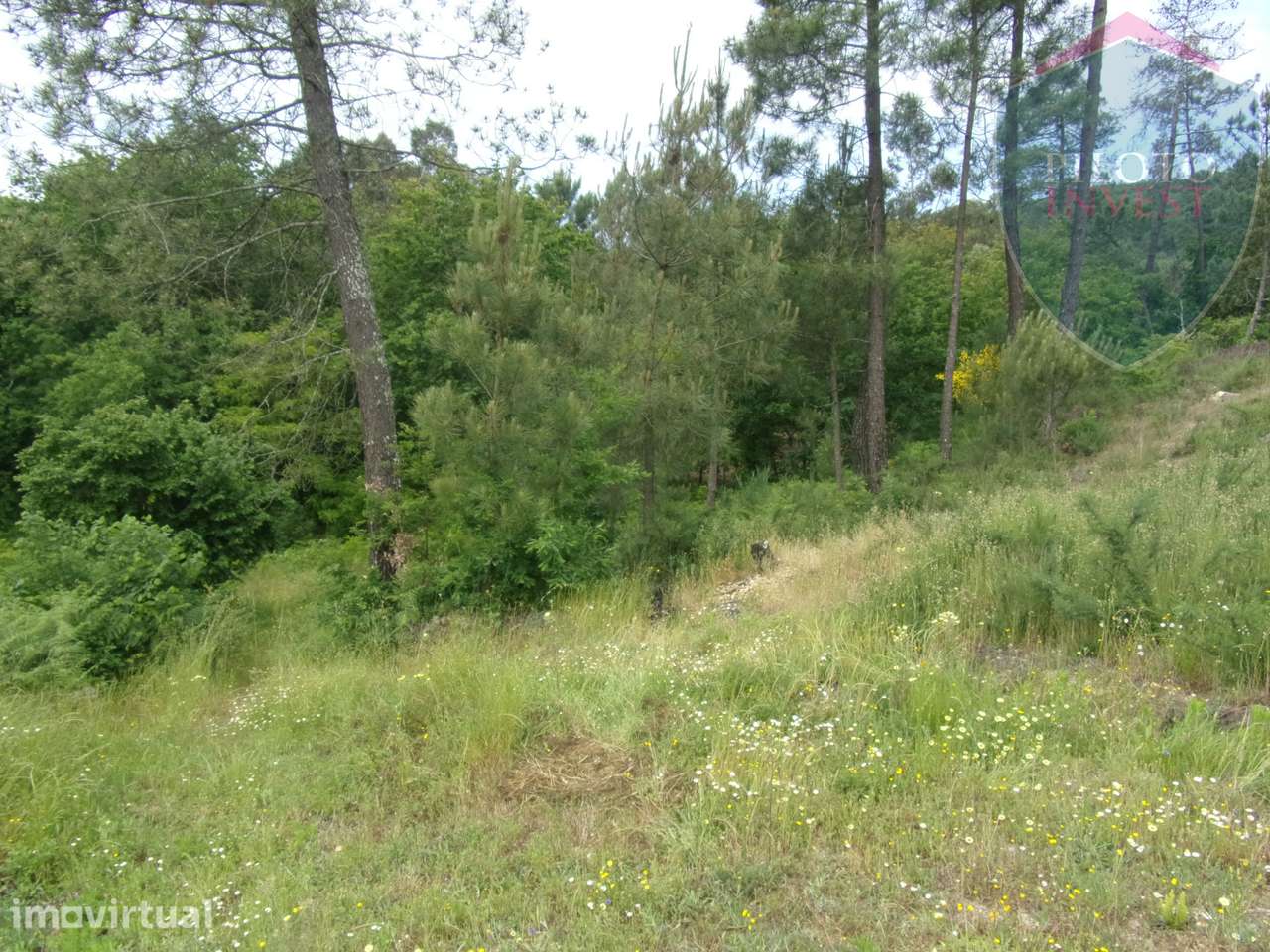 Terreno Misto  Venda em Orgens,Viseu - Grande imagem: 2/10
