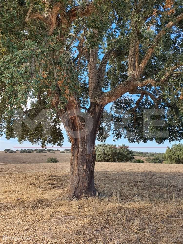 Herdade - Alvito