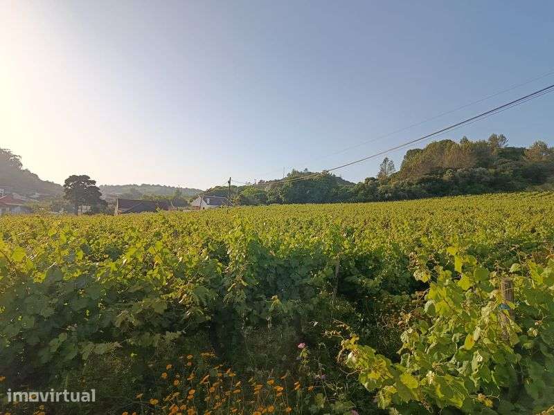 Vende se vinha uva de vinho tinto - Grande imagem: 5/8