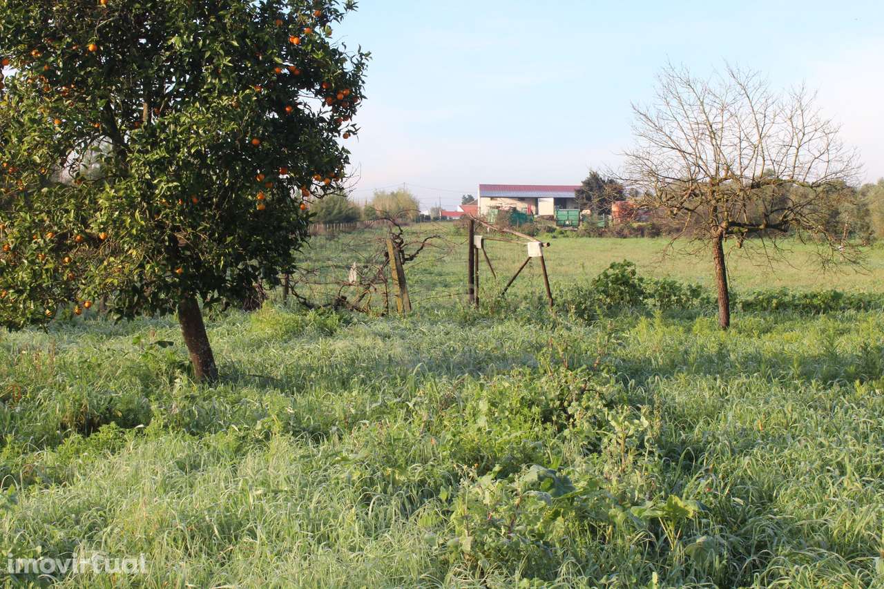 Terreno Industrial, Golegã - Grande imagem: 2/11