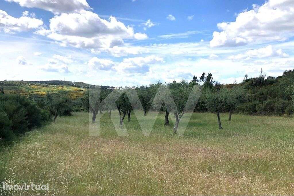 Terreno agrícola com Casa de arrumos para reconstrução | Bom acesso - Grande imagem: 2/11