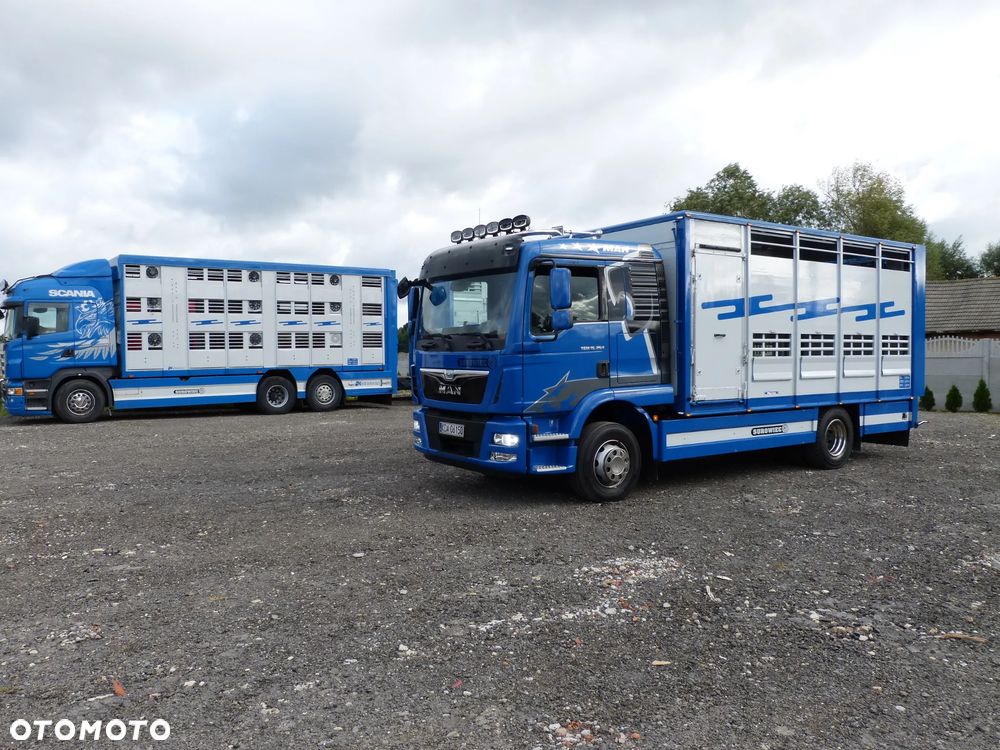 MAN TGM 15.250 DO ŻYWCA / ZWIERZĄT / BYDŁA / WAGA EL/. EURO 6 / DŁ. 5.20M /XENON - 4