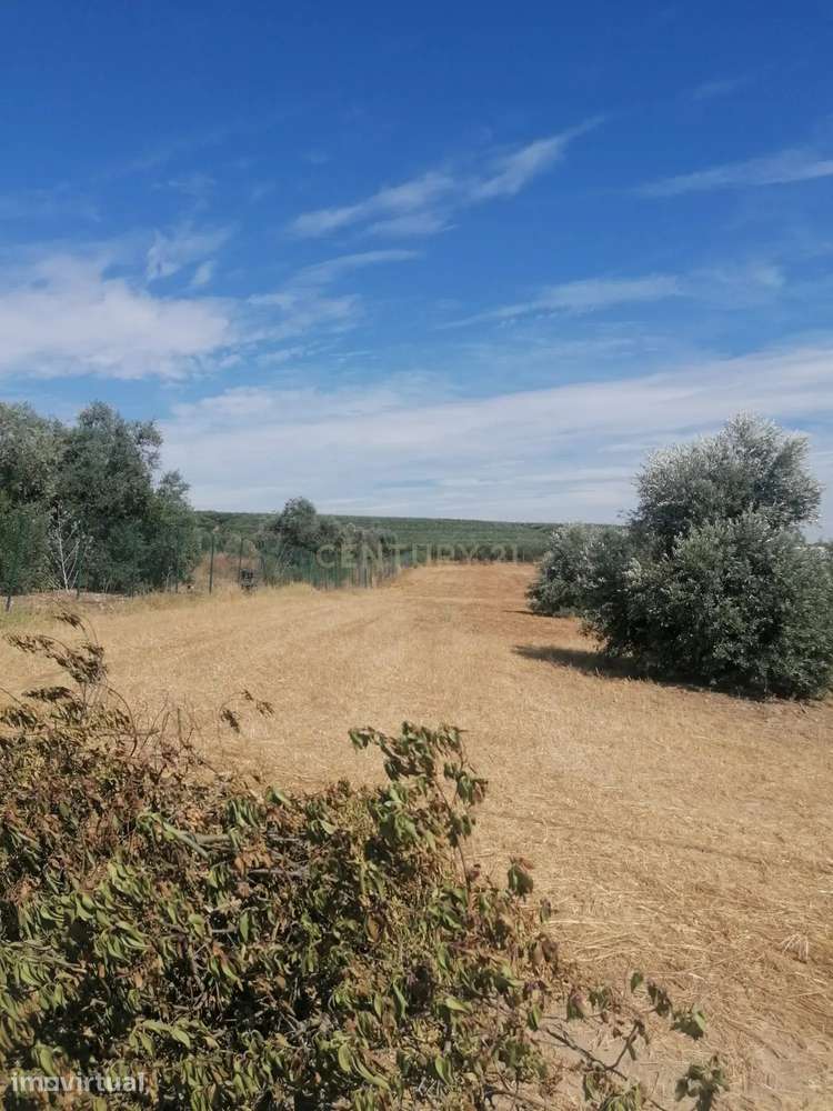 Magnifico Terreno , 3250 m2, que pode ser a sua "QUINTA" no Monte Barr - Grande imagem: 2/7