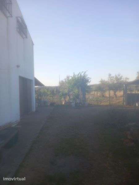 Quinta com barracao agricola Abrantes - Grande imagem: 4/7
