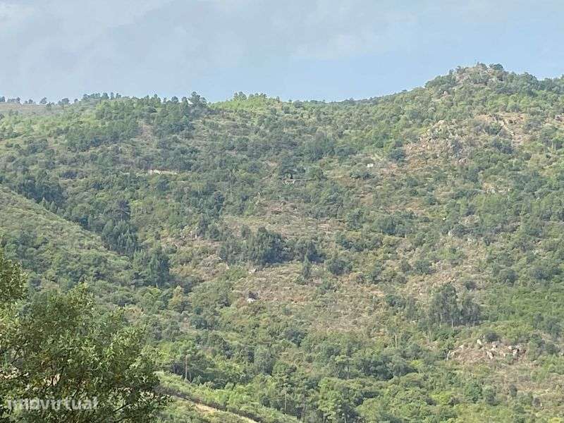 Terreno com Pinhal, Mato e Pastagem com muita água 13,7 ha (137.000 m) - Grande imagem: 2/2