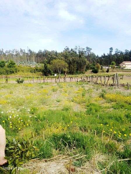 Terreno Agrícola - Grande imagem: 2/3