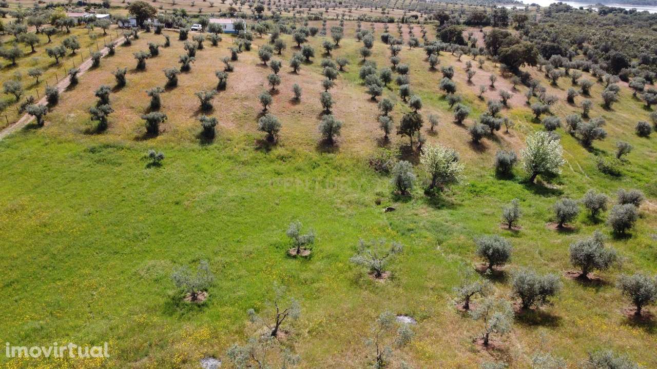 Terreno Rústico na Região de Portel, junto à Vila do Alqueva - Grande imagem: 5/20