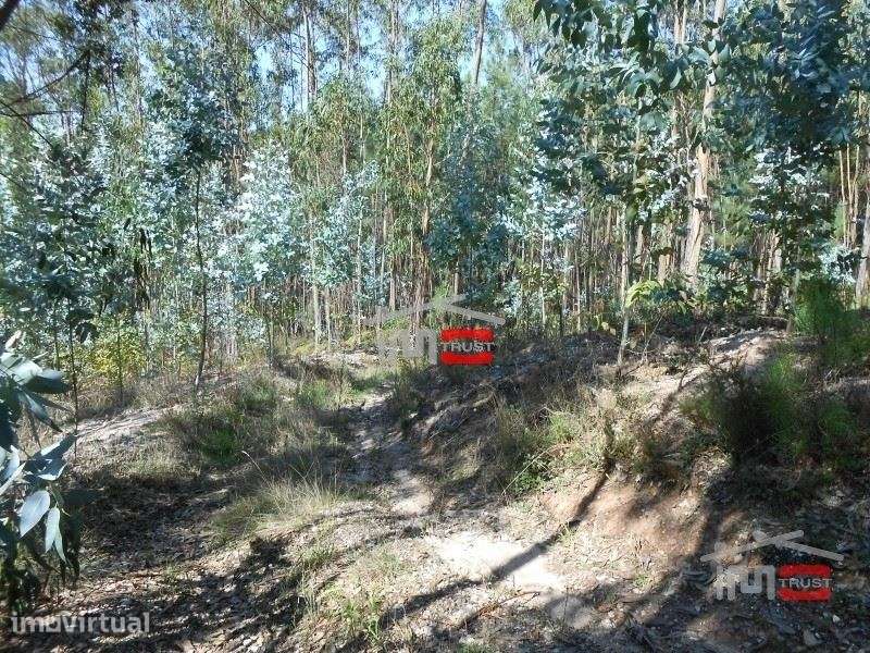 Terreno boa localização Ourem - Grande imagem: 3/7