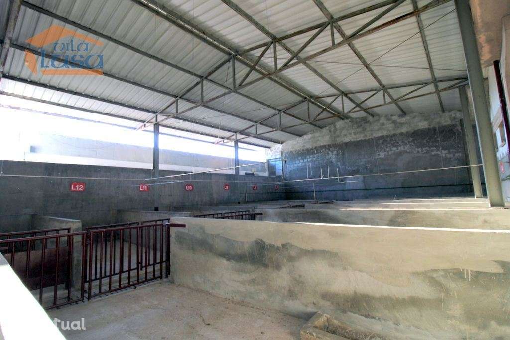 Matadouro Industrial no distrito de Coimbra equipado Pronto a laborar - Grande imagem: 2/30