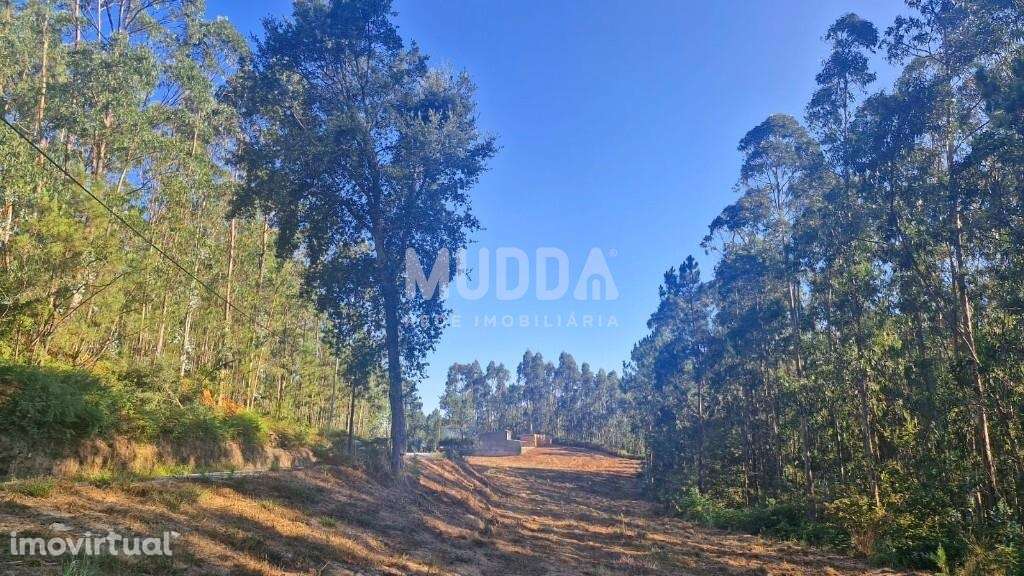 Terreno Rústico com Viabilidade de Construção em São Martinho da Ganda - Grande imagem: 2/11