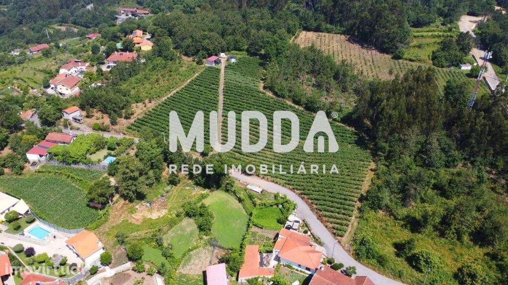 Trespasse de exploração de mirtilos, Rocas do Vouga, Sever do Vouga - Grande imagem: 3/21