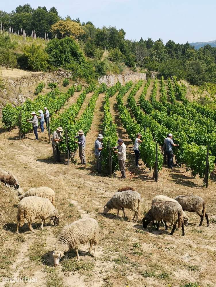 Quinta no Douro 20 000 com arrumo de apoio em Tarouca - Grande imagem: 2/19