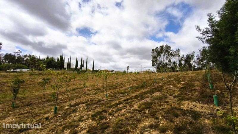 Terreno com elvado potencial de construção  – Pinheiro da Bemposta - Grande imagem: 4/6