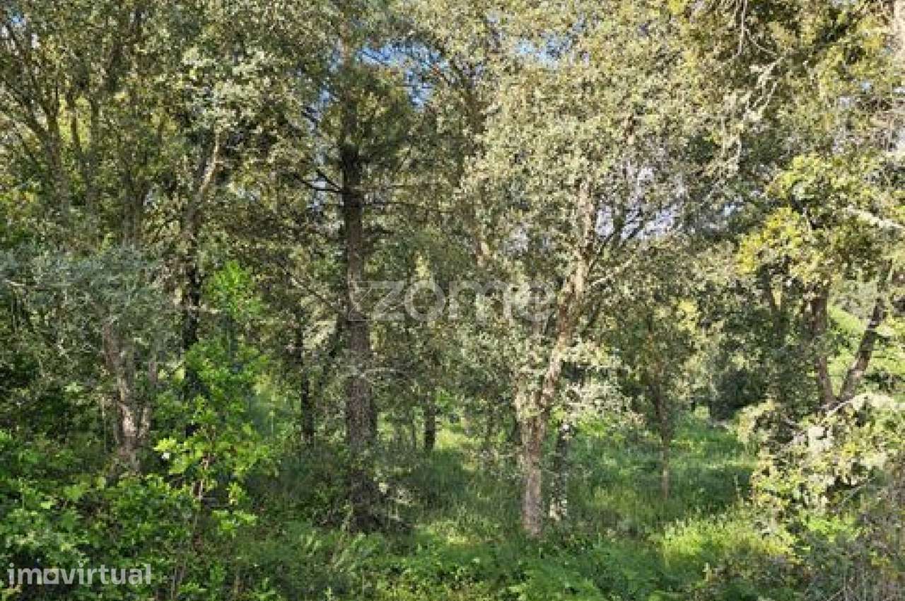 Terreno, 39 100 m², Favaios - Grande imagem: 2/24