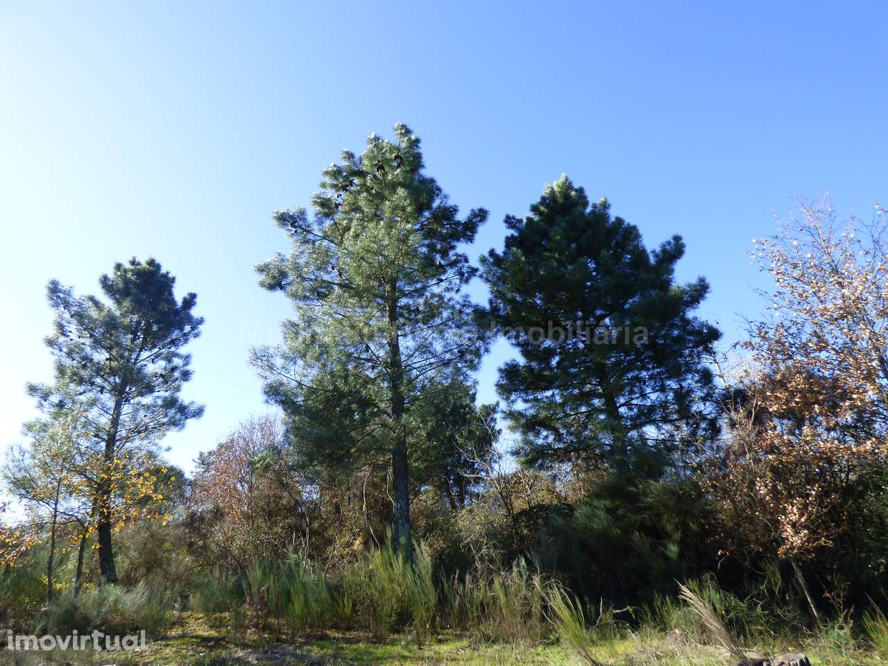 Terreno  Venda em Abrunhosa-a-Velha,Mangualde - Grande imagem: 4/6