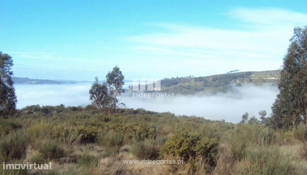 Venda Terreno, Santa Leocádia, Baião - Grande imagem: 4/12