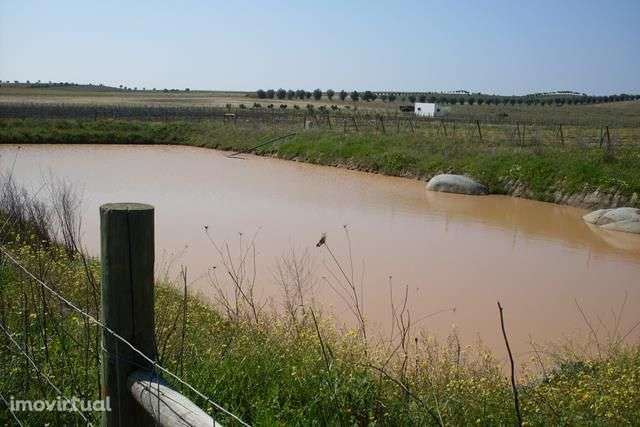 Vinha com 33ha - Grande imagem: 5/14